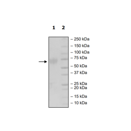 OX40, Fc-Fusion, Avi-Tag, Biotin-Labeled (Mouse) HiP™ Recombinant – Figure 1 of 2