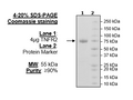 TNFR2, Fc-Fusion (IgG1), His-Avi-Tag Recombinant – Figure 1 of 1