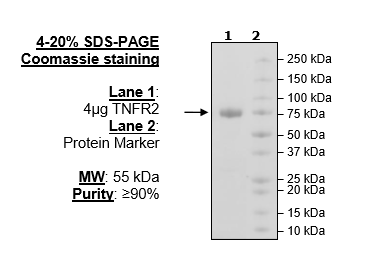 TNFR2, Fc-Fusion (IgG1), His-Avi-Tag Recombinant – Figure 1 of 1