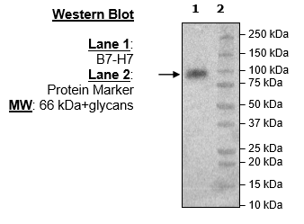 B7-H7, Fc-Fusion, Avi-Tag Recombinant – Figure 1 of 2