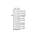 B7-H7, Fc-Fusion, Avi-Tag, Biotin-Labeled Recombinant – Figure 1 of 1