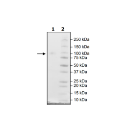 B7-H7, Fc-Fusion, Avi-Tag, Biotin-Labeled Recombinant – Figure 1 of 1