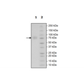 B7-H3, Avi-His-Tag, Biotin-Labeled HiP™ Recombinant – Figure 1 of 2