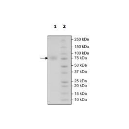B7-H3, Avi-His-Tag, Biotin-Labeled HiP™ Recombinant – Figure 1 of 2