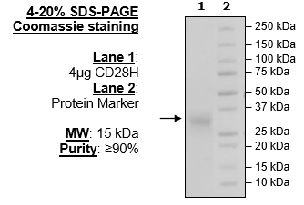 CD28H, His-Tag Recombinant – Figure 1 of 1