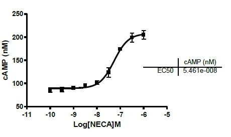 Adenosine A2A Receptor Functional HEK293 Cell Line – Figure 1 of 5