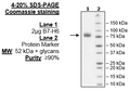 B7-H6, Fc-Fusion-Avi-Tag, Biotin-Labeled (Human) Recombinant – Figure 1 of 1
