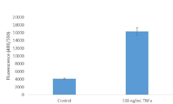 NF-κB (GFP) - Reporter HEK293 Recombinant Cell Line – Figure 1 of 1