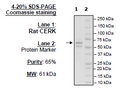 CERK, FLAG-Tag (Rat) Recombinant – Figure 1 of 2