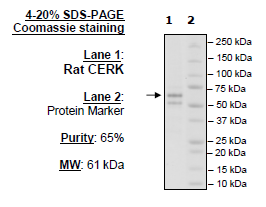 CERK, FLAG-Tag (Rat) Recombinant – Figure 1 of 2