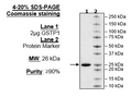 GSTP1, His-FLAG-Tags Recombinant – Figure 1 of 1
