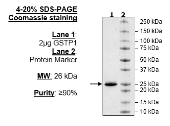 GSTP1, His-FLAG-Tags Recombinant – Figure 1 of 1