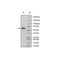 CD73, Avi-His-Tag, Biotin-Labeled (Mouse) Recombinant – Figure 1 of 1