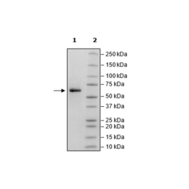CD73, Avi-His-Tag, Biotin-Labeled (Mouse) Recombinant – Figure 1 of 1