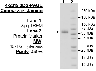 TREM2, Fc-fusion (IgG1), Avi-Tag, Biotin-Labeled Recombinant – Figure 1 of 1
