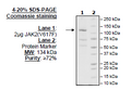 JAK2, FLAG-Avi-Tag, Biotin-Labeled (Dephosphorylated) Recombinant – Figure 1 of 4