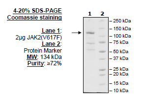 JAK2, FLAG-Avi-Tag, Biotin-Labeled (Dephosphorylated) Recombinant – Figure 1 of 4