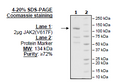 JAK2 (V617F), FLAG-Avi-Tag, Biotin-Labeled (Dephosphorylated) Recombinant – Figure 1 of 1