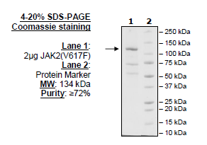 JAK2 (V617F), FLAG-Avi-Tag, Biotin-Labeled (Dephosphorylated) Recombinant – Figure 1 of 1