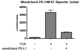 PD-1 (Woodchuck) / NFAT - Reporter - Jurkat Recombinant Cell Line – Figure 1 of 5