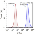 PD-L1 (Woodchuck) / TCR activator - CHO Recombinant Cell line – Figure 1 of 3