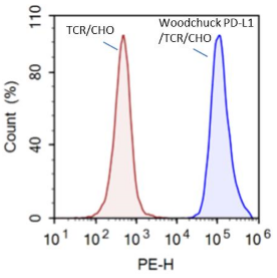 PD-L1 (Woodchuck) / TCR activator - CHO Recombinant Cell line – Figure 1 of 3