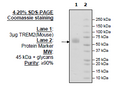 TREM2, Fc-fusion (IgG1), Avi-Tag (Mouse) Recombinant – Figure 1 of 1