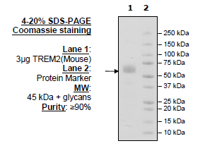 TREM2, Fc-fusion (IgG1), Avi-Tag (Mouse) Recombinant – Figure 1 of 1