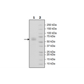TREM2, Fc-fusion (IgG1), Avi-Tag (Mouse), Biotin Recombinant – Figure 1 of 1