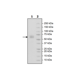TREM2, Fc-fusion (IgG1), Avi-Tag (Mouse), Biotin Recombinant – Figure 1 of 1