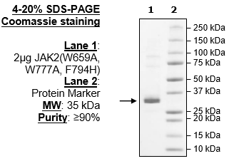 JAK2 (W659A, W777A, F794H) (JH2 Domain), His-Avi-Tag, Biotin-Labeled Recombinant – Figure 1 of 3