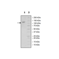 CD22, Fc-fusion, Avi-Tag, Biotin-labeled HiP™ Recombinant – Figure 1 of 2