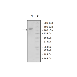 CD22, Fc-fusion, Avi-Tag, Biotin-labeled HiP™ Recombinant – Figure 1 of 2