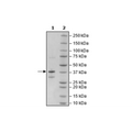 BCMA, Fc-fusion (IgG1), Avi-Tag, Biotin-Labeled Recombinant – Figure 1 of 3