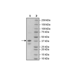 BCMA, Fc-fusion (IgG1), Avi-Tag, Biotin-Labeled Recombinant – Figure 1 of 3