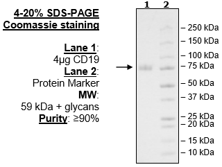 CD19, Fc-Fusion (IgG1), Avi-Tag Recombinant – Figure 1 of 2