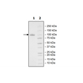 LILRB1, Fc-Fusion (IgG1), Avi-Tag, Biotin-Labeled HiP™ Recombinant – Figure 1 of 2