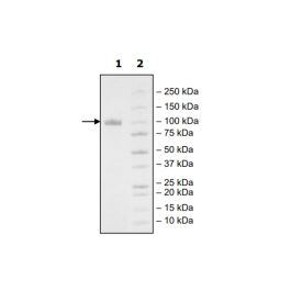 LILRB1, Fc-Fusion (IgG1), Avi-Tag, Biotin-Labeled HiP™ Recombinant – Figure 1 of 2