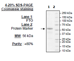 FTO, His-Tag (Sf9 derived) Recombinant – Figure 1 of 2