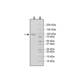 ROR1, Fc-Fusion (IgG1), Avi-Tag Recombinant – Figure 1 of 2