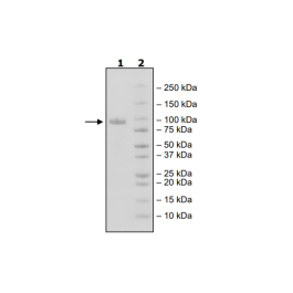 ROR1, Fc-Fusion (IgG1), Avi-Tag Recombinant – Figure 1 of 2