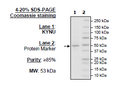 KYNU, His-Tag Recombinant – Figure 1 of 2