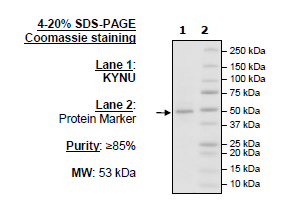 KYNU, His-Tag Recombinant – Figure 1 of 2