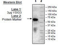 VSIG3, Fc-fusion (IgG1), Avi-Tag Recombinant – Figure 1 of 2