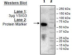 VSIG3, Fc-fusion (IgG1), Avi-Tag Recombinant – Figure 1 of 2