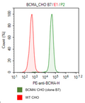 BCMA CHO Recombinant Cell Line – Figure 1 of 1