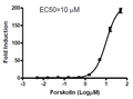 CRE/CREB Reporter (Luc) - Jurkat Cell Line (cAMP/PKA Signaling Pathway) – Figure 1 of 1