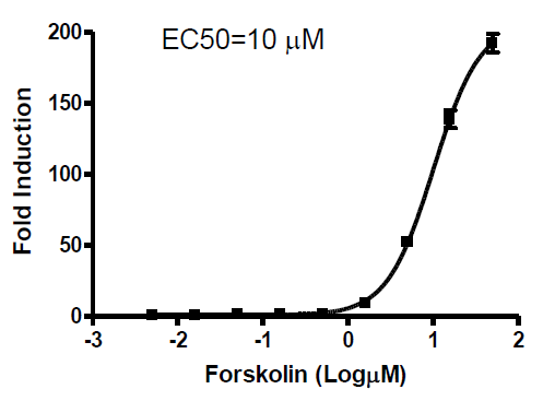 CRE/CREB Reporter (Luc) - Jurkat Cell Line (cAMP/PKA Signaling Pathway) – Figure 1 of 1