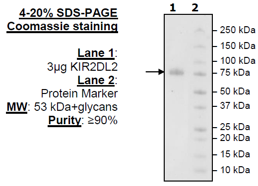KIR2DL2 Fc-fusion, Avi-Tag HiP™ Recombinant – Figure 1 of 2