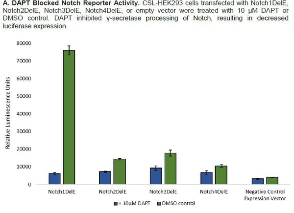 CSL Reporter - HEK293 Cell line – Figure 1 of 1